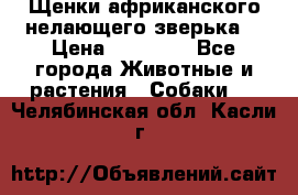 Щенки африканского нелающего зверька  › Цена ­ 35 000 - Все города Животные и растения » Собаки   . Челябинская обл.,Касли г.